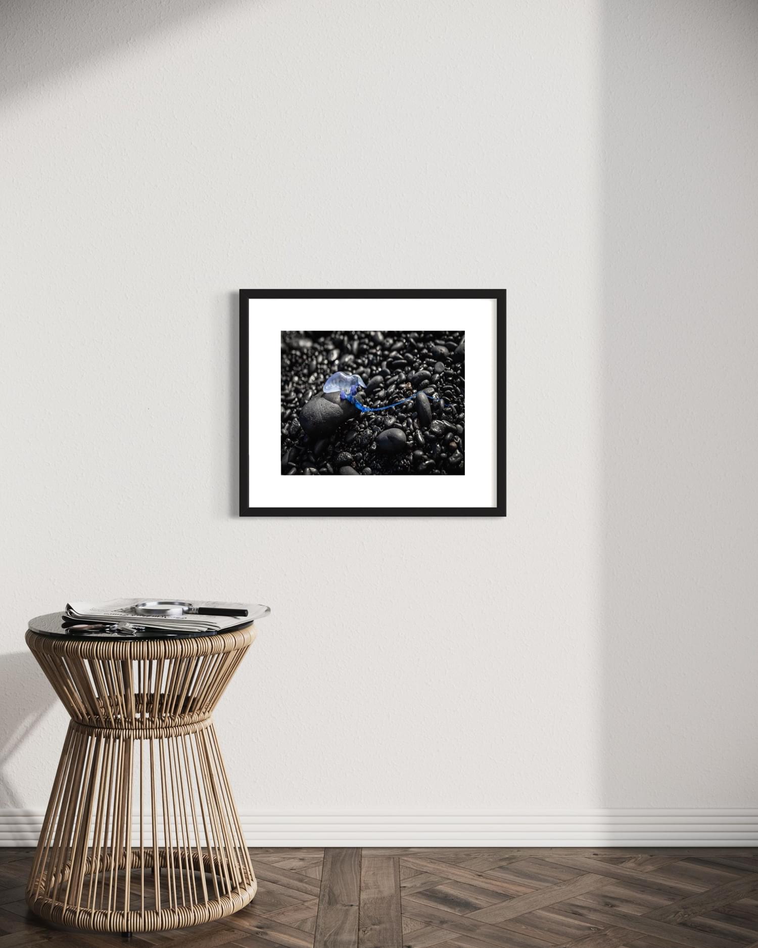 Portuguese Man O War - Sara Foz Photography