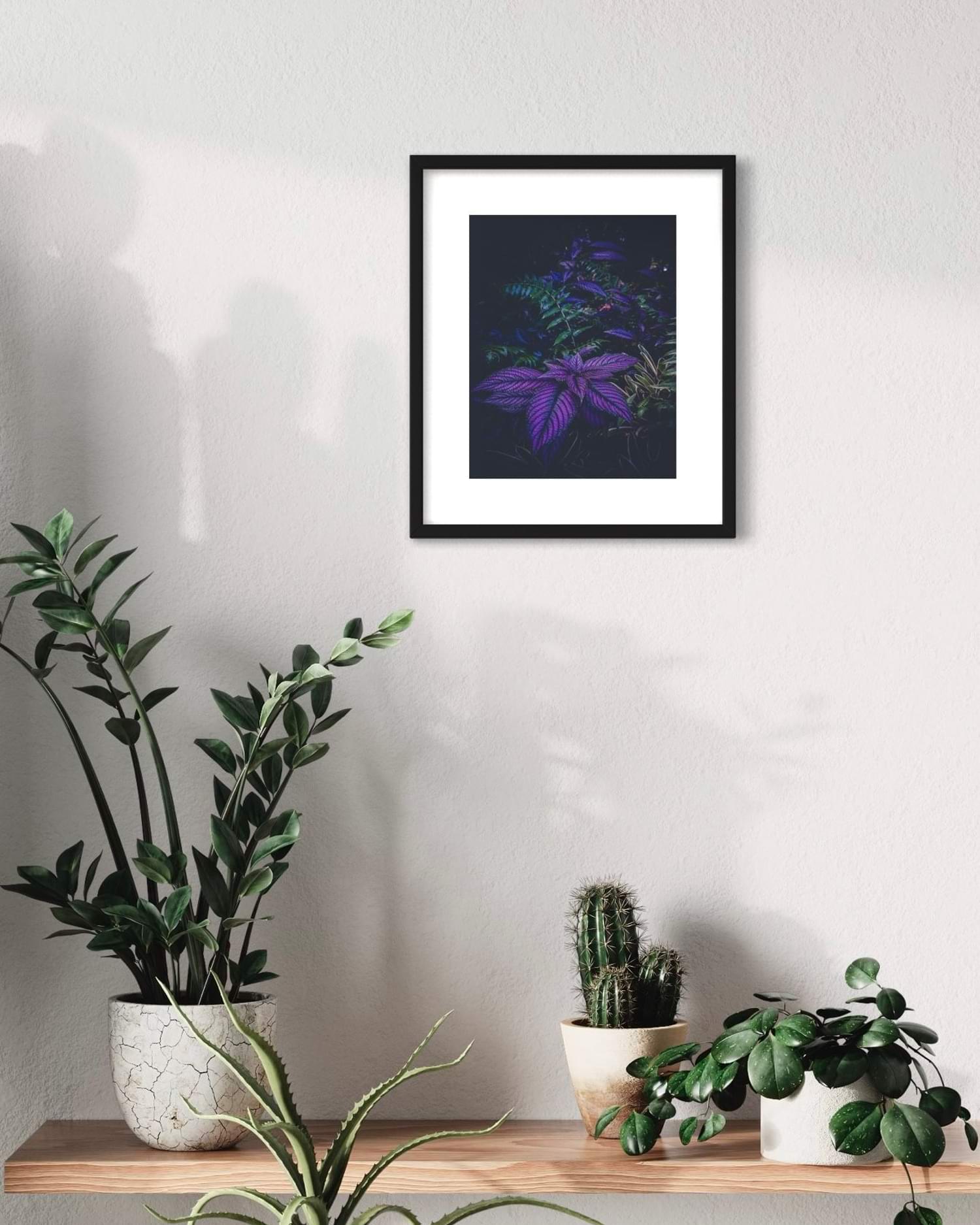 Royal Purple Persian shield ~ Hana, Maui - Sara Foz Photography